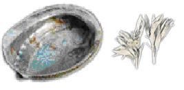 salie&abalone schelp zuiveringsceremonies